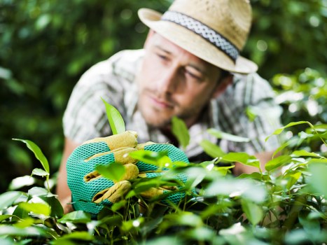 Staff training and PPE used during professional garden maintenance