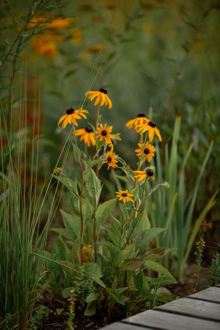 A cluster of yellow and black coneflowers with broad green leaves growing in a garden bed adjacent to a weathered wooden path. The flowers are in full bloom, with some facing forward and others angled