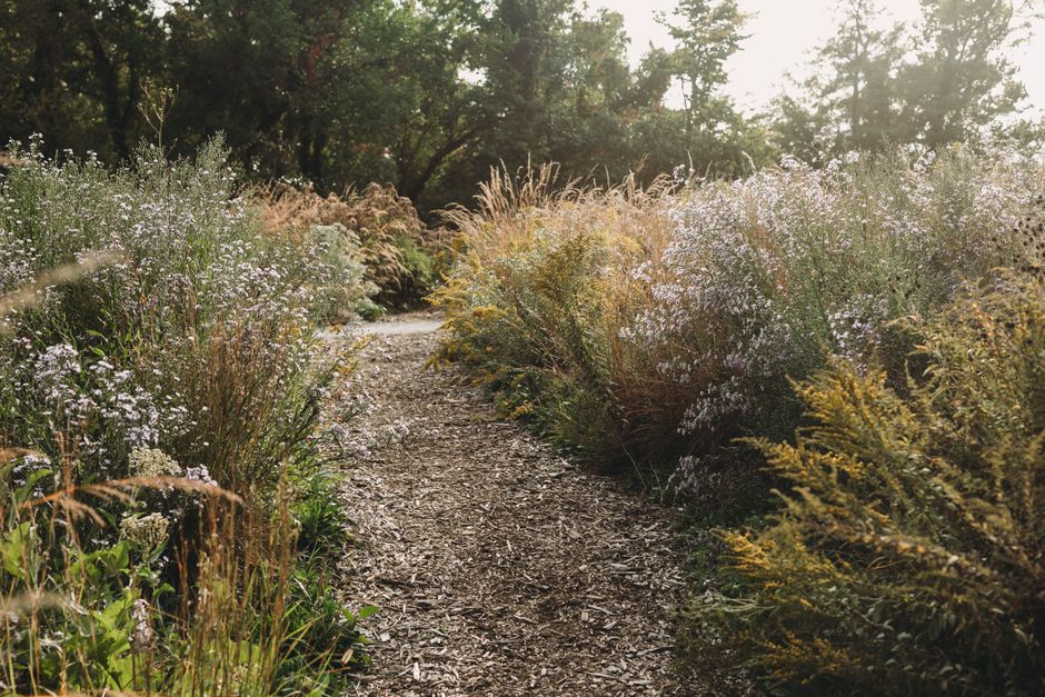A cluster of yellow and black coneflowers with broad green leaves growing in a garden bed adjacent to a weathered wooden path. The flowers are in full bloom, with some facing forward and others angled