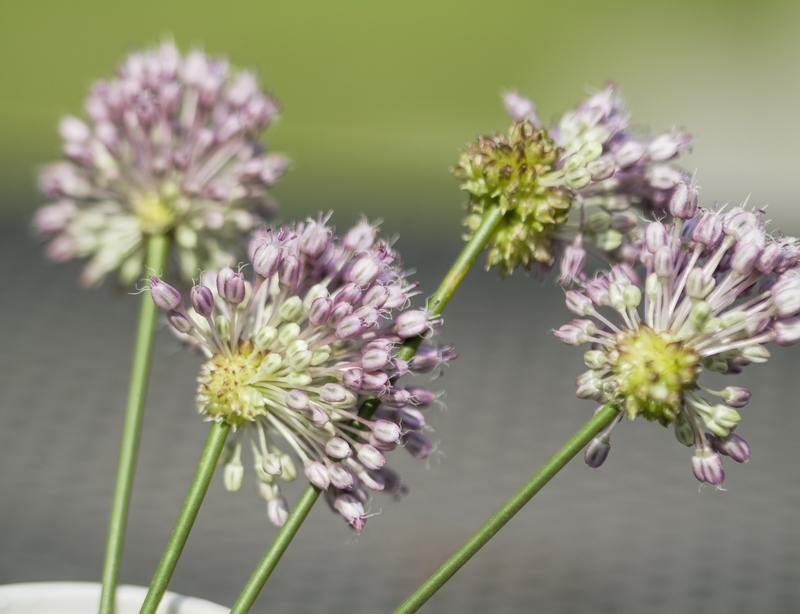 garden plants