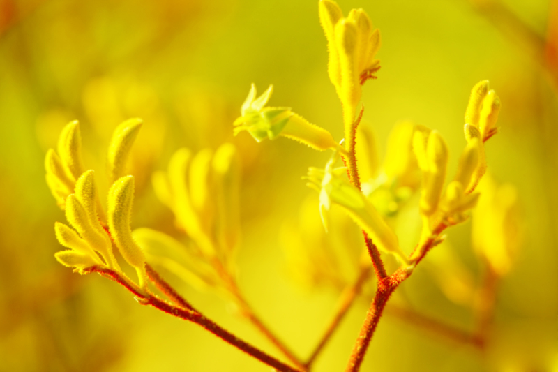 flower borders garden